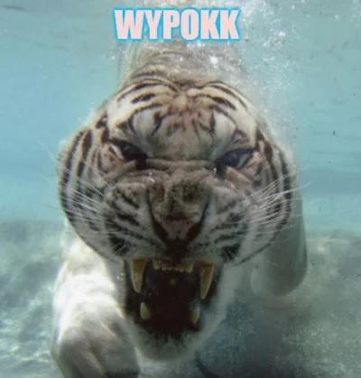 Mescuda - @wypokk