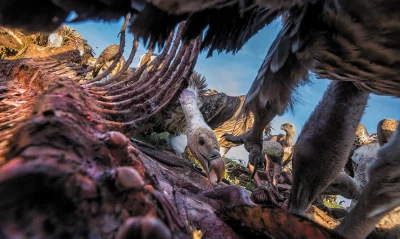Nedved - Sępy podczas posiłku.

SPOILER

#natura #ptaki #fajnezdjecie #fotografia...