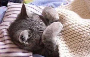 Kotekmiaumiau - Pan Kotek był chory i leżał w łóżeczku #koty