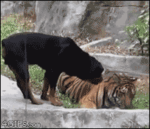 zdupix - Jak sie tajger wydygał ( ͡º ͜ʖ͡º)
#gif #heheszki #tygrys #rottweiler #zwier...