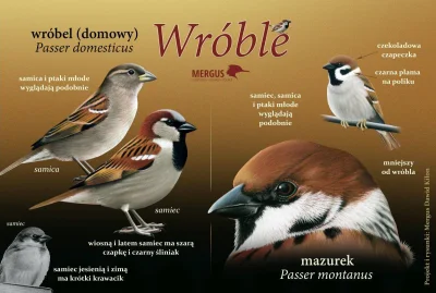 Lifelike - #nauka #biologia #ornitologia #ptaki #przyroda #graphsandmaps