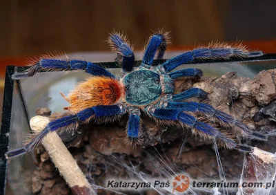 Mesk - > chromatopelma cyaneopubuscens

@radziej: cyaneopubuscens jak nazwa wskazuj...