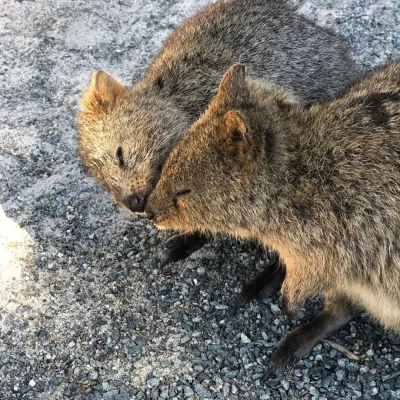 mfek00 - Kuoczka eskimosek
#quokka #quokkanadzis #zwierzaczki