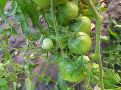 ozzybiceps - Tyle pomidorów i się złamała ( ͡° ʖ̯ ͡°)
#ogrodnictwo