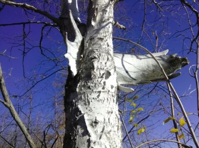 Mesk - Brzoza przebita na wylot fragmentem poszycia kadłuba prezydenckiego Tupolewa, ...