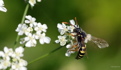 M.....e - @boukalikrates: To podstawowe rozróżnienie osy i pszczoły. Zobacz w artykul...