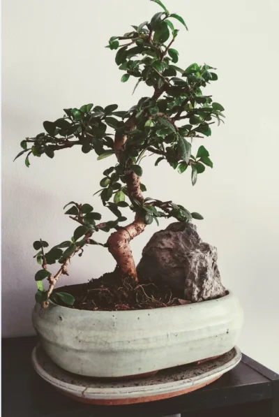 kulik555 - Dostałem takie drzewko #bonsai jako prezent i zaczyna umierać. Ktoś wie co...