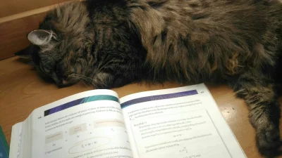 Jeloops - Kiciuch też nie wie po co mi fizyka w życiu ( ͡° ʖ̯ ͡°)
#koty #pokazkota #z...