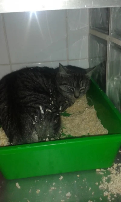 kajka666 - Na #tauzen w #katowice został znaleziony kot/kotka (na razie nie dał się p...