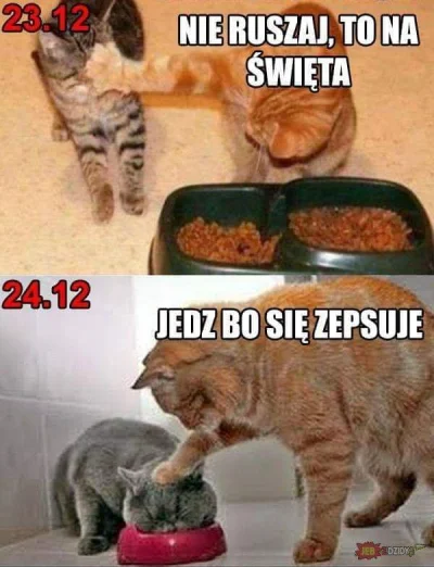 whitef84 - Już za chwilę ... #heheszki #koty #smiesznekotki #swieta