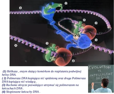 bioslawek - Replikacja DNA – przebieg, etapy, znaczenie

http://eszkola.pl/biologia...