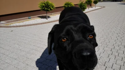 p.....a - Kocham mojego pieska :* #pokazpsa #canecorso