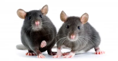 Ozzy91 - #zwierzaczki #szczury
No siema. ( ͡° ͜ʖ ͡°) Gdzie mogę kupić/adoptować jaki...