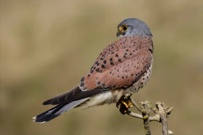 angelosodano - Pustułka zwyczajna (Falco tinnunculus)_
#vaticanouccello #ptaki #orni...