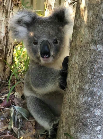 Najzajebistszy - Koalowego dnia! 

ʕ•ᴥ•ʔ

#zwierzaczki #koala #koalowabojowka