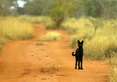 GraveDigger - Czarny serwal spotkany w Kenii.
#zwierzaczki #dzikiekoty