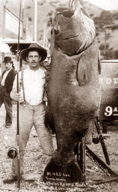 myrmekochoria - Edward Llewellen ze swoją złowioną rybą (Black Sea Bass - 192 kg), US...