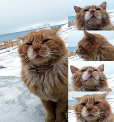 u.....r - Kotek ze Svalbardu ʕ•ᴥ•ʔ

#koty #smiesznykotek #zwierzaczki #norwegia