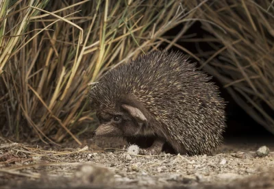 likk - zamiast powitania słów #porannaporcja paraechinusów 

Paraechinus – rodzaj s...