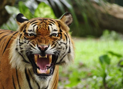MalyBiolog - [[ANG] Globalna populacja tygrysów wzrosła pierwszy raz od 100 lat.](htt...