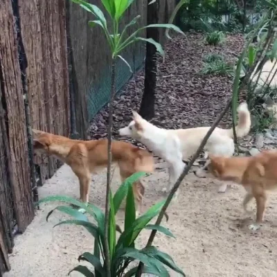 likk - inne pieski się cieszą ze spotkania... dingo