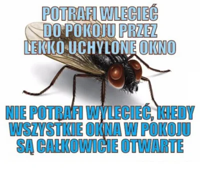 ankalara - Jak ja tego nienawidzę (╯︵╰,)
#mucha ##!$%@? #lato #nerwica #owady