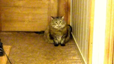 likk - a co się tu..

#koty #szynszyla #psy #smiesznypiesek

http://i.imgur.com/5...