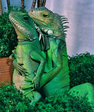 m.....u - iguana iguana normalna rodzina
#aferaiguanowa