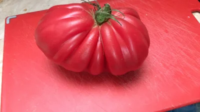 denerwujeludziiwogole - Ten pomidor to chyba jakieś eksperymenty przechodził ( ͡º ͜ʖ͡...