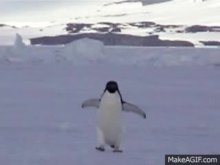 Veuch - Zaczynam chodzić jak pingwin.

#!$%@?ę to, od jutro redukcja.

#dieta #zr...