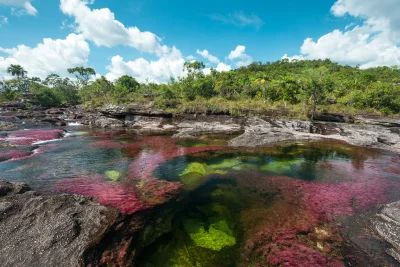 Artktur - Rzeka Pięciu Kolorów

Caño Cristales to rzeka przepływająca przez Kolumbi...
