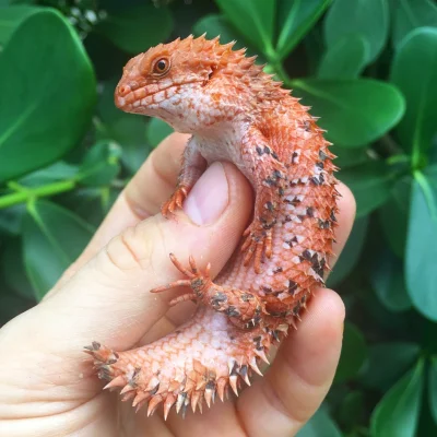 likk - plus bonusowe

fot. MOC Reptiles