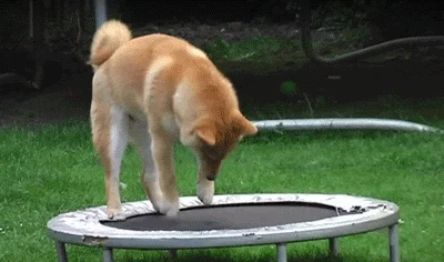 G.....r - #dogecoin #kryptowaluty #gif