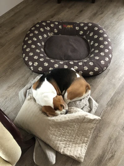 Klejnot_nilu - Nie, #beagle wcale nie są uparte. #psy