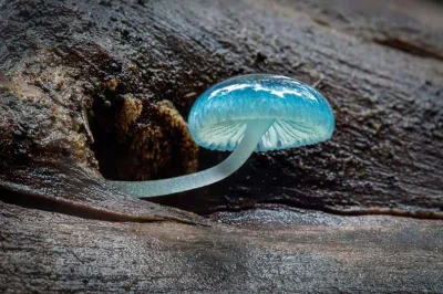 Castellano - Grzyb Mycena interrupta. Jedna z inspiracji twórców ekosystemu Pandory (...