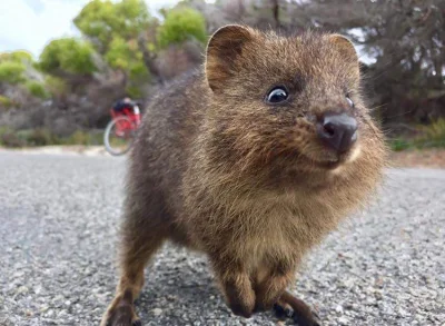 mfek00 - No uosobienie urokliwości 
#quokka #quokkanadzis #zwierzaczki