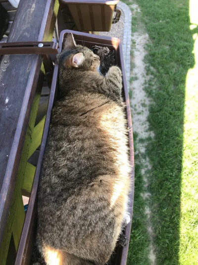 rybeczka - Wiosna nastała wszystko się zieleni i rozkwita wyszedłem na balkon i zobac...