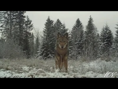 vicentee - Polecam kanał tego Pana jeśli - zresztą był już kiedyś na głównej:)