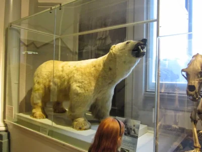 Pieron - @sorek w Hull też mają niedźwiedzia polarnego ( ͡º ͜ʖ͡º)