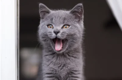 sinusik - 1/100 Koty nie rozpoznają słodkiego smaku

U kotów stwierdzono nieprawidł...