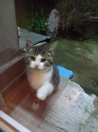egocentryczka - @egocentryczka: Mirki, przygarnęłam #kot #koty - sam zapukał do drzwi...