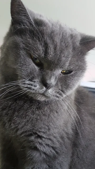 phaxi - mood

#puszystapusia - tag z moim kotem do obserwowania/czarnolistowania

...