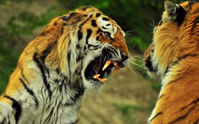 wojna - Uwielbiam <3 #dzikiekoty #tygrysy
