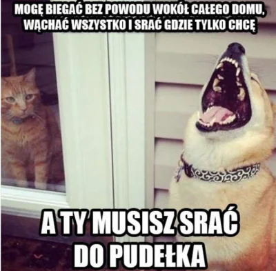 boben - #heheszki #humorobrazkowy #psy #koty #piesel #smiesznypiesek #zwierzaczki #ps...