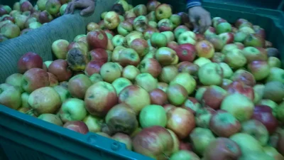 wajdzik - #jablka które zostaną wykorzystane do zrobienia soków. Jak widać ktoś będzi...