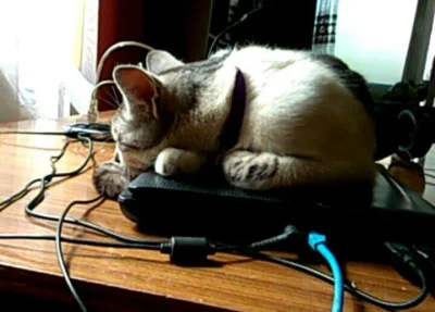 Solitary_Man - Najlepiej spać na laptopie :/ #pikselek #koty