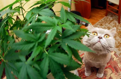koci-lapci - #koty #narkotykizawszespoko hihi