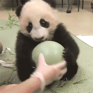 yanosky - #panda #zwierzaczki #gif #mozebyloamozenie #smiesznypiesek ( ͡° ͜ʖ ͡°)