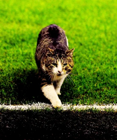 G..... - @Gigi: Anfield Cat, strzeżcie się!