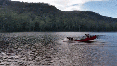 pogop - Pływanie kanoe bez wioseł XD

#gif #heheszki #fizyka #kanoe #kajaki